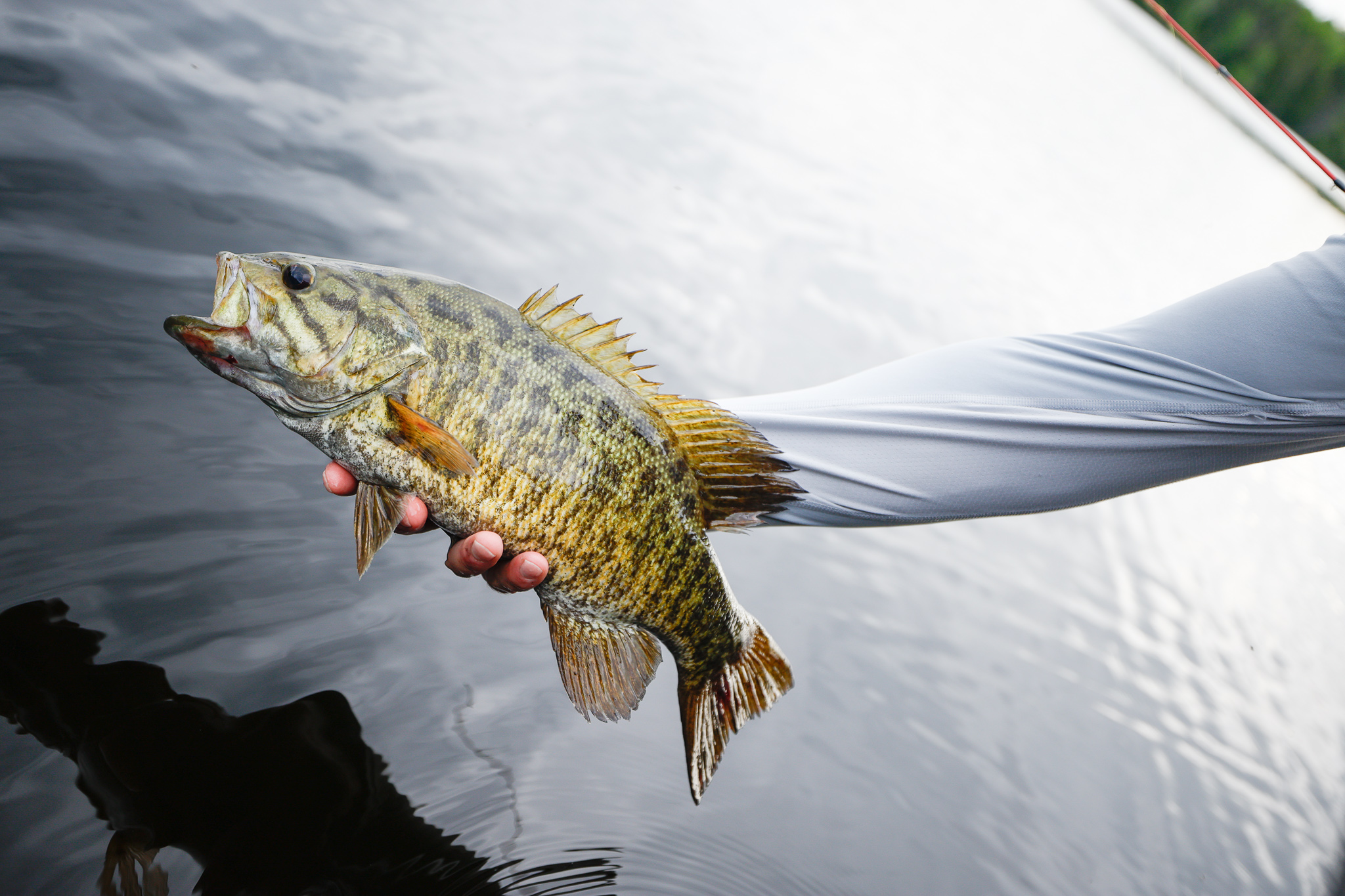 Close-up of a hand holding a fish over the water, fishing and boating in Nevada concept. 