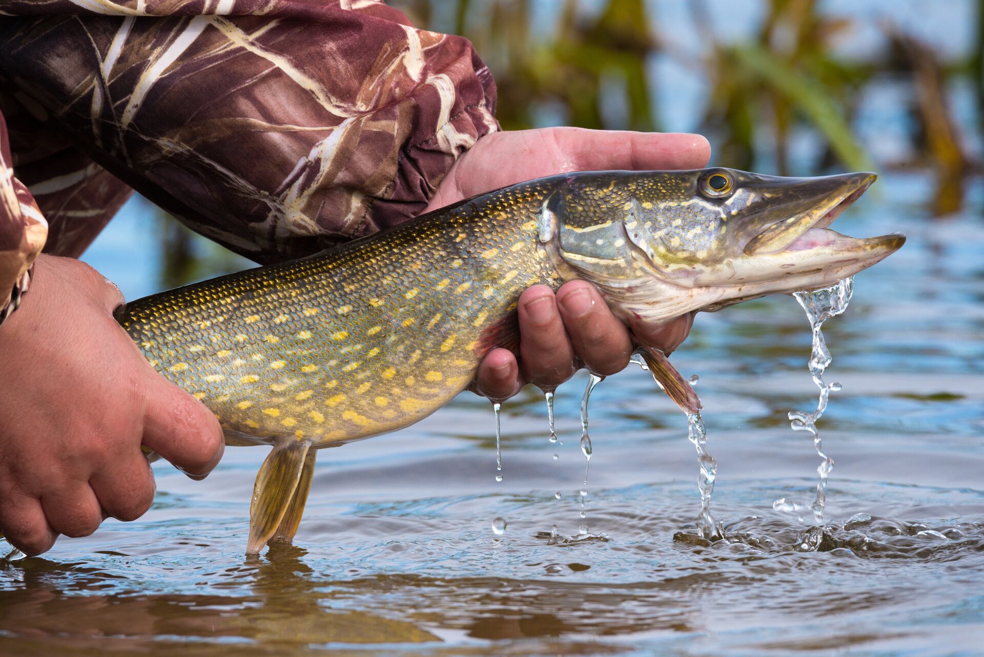 Close-up of someone holding a pike fish over the water. 