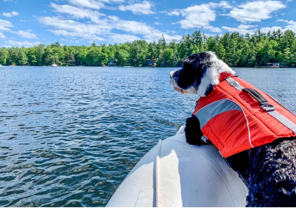 Dog wearing a life jacket while on a boat.